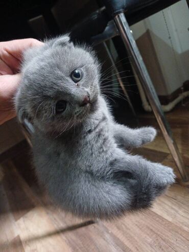 pişik şotlan: Шотландская, Самец, Самка, В добрые руки, Бесплатная доставка