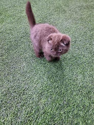 Кошки: Skotiş fold balaları – ağ və boz rənglərdə - Cins: Scottish Fold — 6