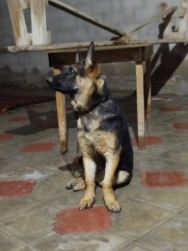 объявление продам собаку: Alman çoban iti
