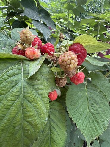 Бани, сауны, SPA: Баня, Сауна, Хамам | Массаж, Пилинг, Бассейн — 12