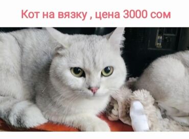 шотландский вислоухий длинношерстный кот цена: Вязка!! Породистый Шотландский кот цвет серебристая шиншилла