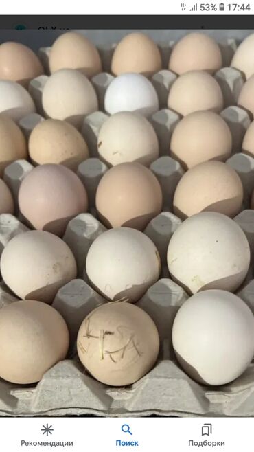 брама изабель: Брама яйца
