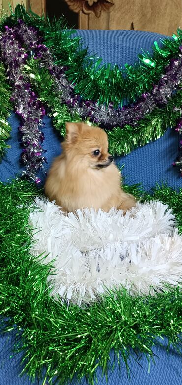 Продажа собак: Шпиц, 2 года, Самка, С родословной — 2