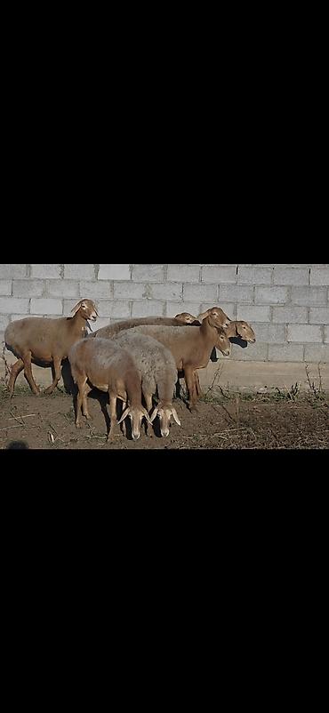 бишкек кошка: Сатам | Ургаачы кой (ургаачы) | Арашан | Көбөйтүү үчүн | Асыл тукумдуу, Бооз, Ургаачы — 1