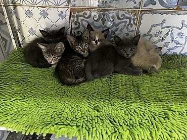 Отдам в добрые руки Милые котята — разноцветный помет из нескольких