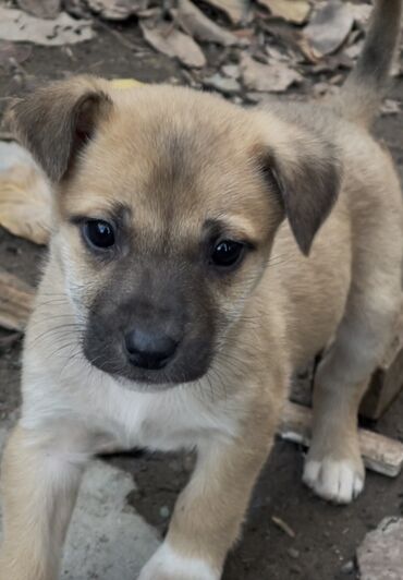 Продажа собак: 1 месяц, Самец — 4