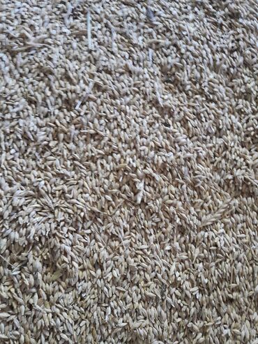 нашли кошку: Ячмень, продам Арпа, хорошего качества, сухой, каллорийный, в наличии