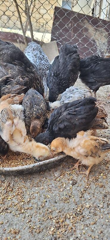 cücə satışı: Сhicks, Для мяса — 4