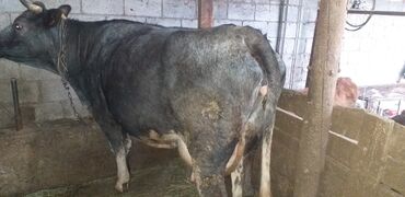 Коровы, быки: Продаю | Корова (самка) | Алатауская, Бельгийская | Для разведения, Для молока | Стельные, Не стельные