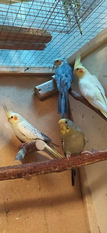 bulbul satılır: Diqqet quslarin altinin ve yerinin temizliyine fikir verin — 10