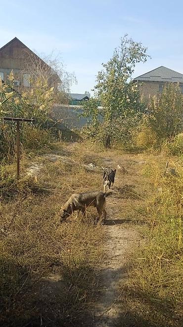 продаю дом село лебединовка: Продаю дом с.Ленинское вторая линия от Алматинской. участок 7 соток — 3