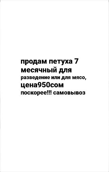 Продаю | Петух | Для разведения at lalafo.kg Продаю | Петух | Для разведения