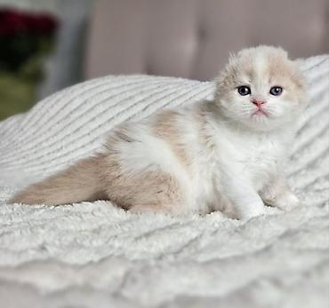 Pişiklər: Fars — 7