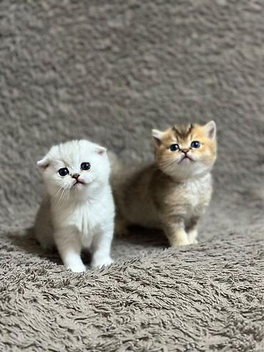 кошка сфинкс с шерстью: Продаются последние две девочки, шотландские котята, “ фолд и страйт” — 2