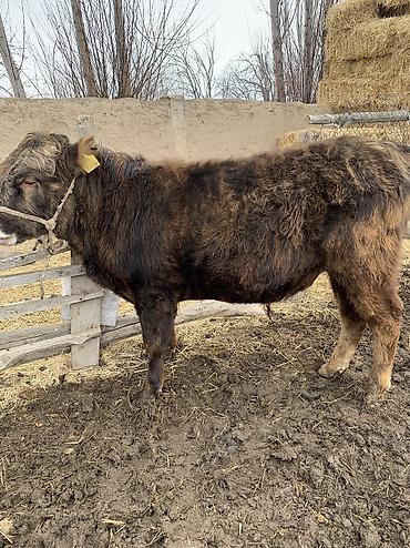 Коровы, быки: Продаю | Бык (самец), Музоо, торпок | Ангус, Абердин-ангус | На откорм, На забой — 15