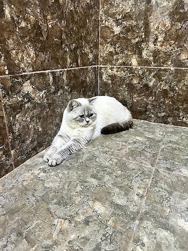 Pişiklər: Britan -da lalafo.az — 10 Pişiklər: Britan — 10