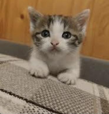 Котёнок домашний, короткошёрстный. Описание: - Пол: не указан -