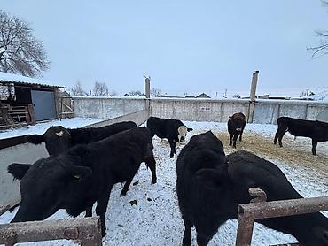 Коровы, быки: Продаю | Бык (самец) | На откорм — 5