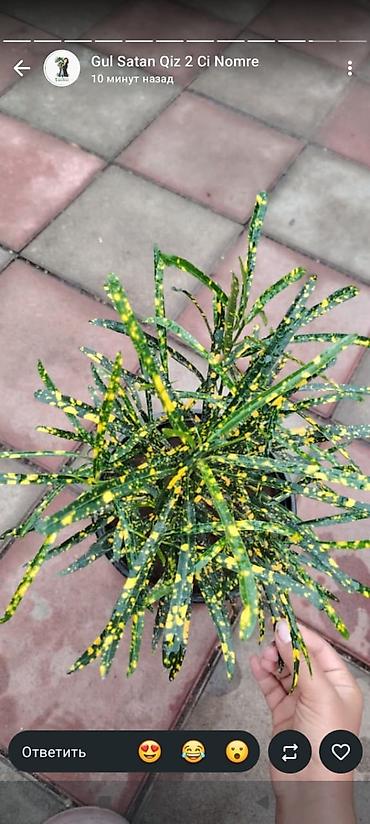 kol bitkiləri: Məhsul: Kroton (Codiaeum variegatum) – “Gold Dust”/“Gold Star” — 2