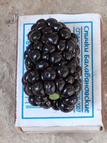 Ежевика: Ежевика — 12