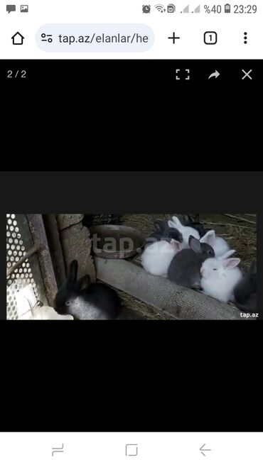 dovşan satışı: Bala dovsanlar satilir 2 ve 3ayliq qiymet 6manata tam saglamdilar