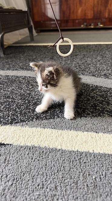 котята маленькие: 1 месяц, Мальчик, Биколор — 5