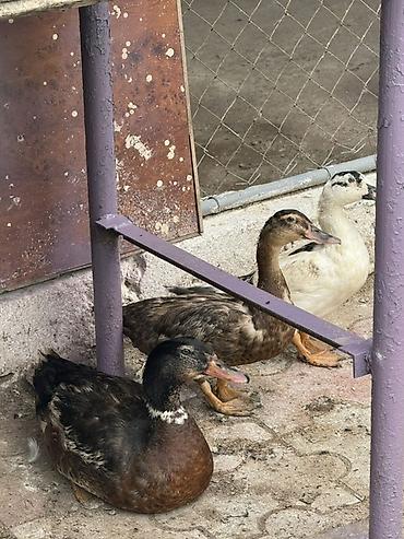ev qusdari: 3 ü birlikde 35 azn iki disi bir erkek - Növ: ev ördəyi (3 baş) - — 1