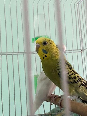 balaca itler satisi: Məhsul: Dalmatian papuqayları (2 ədəd) böyük quşlardır 11 aylıq ikisi — 2