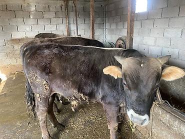 Коровы, быки: Продаю | Бык (самец) | На откорм — 10