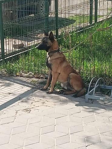 Psi: Belgijski ovčar MALINOA štenci Stenci 6 meseci stari, dva muska i na lalafo.rs — 6 Psi: Belgijski ovčar MALINOA štenci Stenci 6 meseci stari, dva muska i — 6