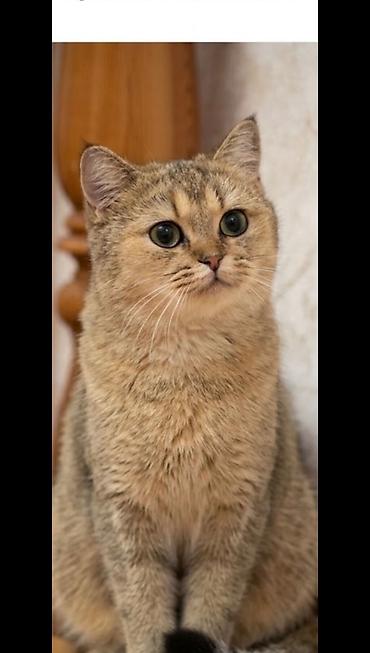 maine coon satisi: Britan, Dişi — 1