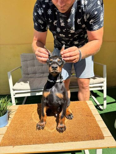 Psi: Doberman stenad. Ostenjeni su 28.06.2025. Spremni su za preuzimanje — 4