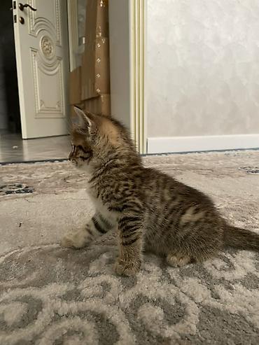 Кошки: Котята шотландской породы скоттиш-страйт — 3