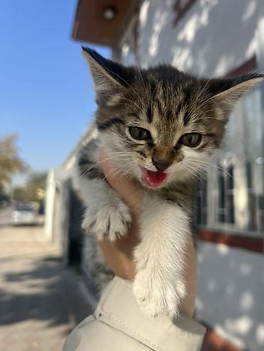 купить кошку: Кошка даром: Беспородная, 1 месяц, Девочка — 3