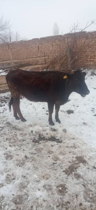 животные корова: Продаю | Корова (самка) | Алатауская | Стельные, Отела не было, Нетель