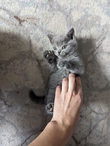 купить кошку вислоухий: Шотландский Страйт- короткошёрстный котёнок, окрас голубой (плотный