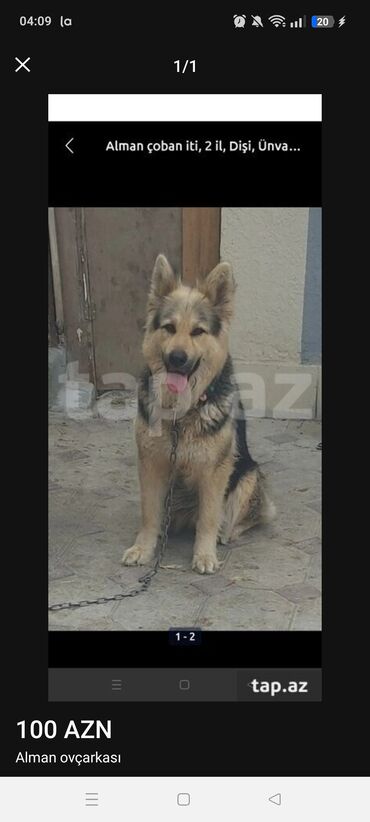 itlər bala: Alman çoban iti, 2 il, Erkek, Sənədli, Ünvandan götürmə
