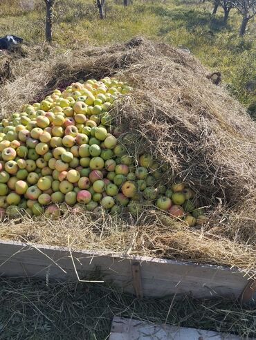 куплю яблоки оптом: Яблоки Оптом