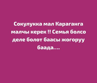 Скотники: Требуется Скотник, Оплата Ежемесячно, Развоз