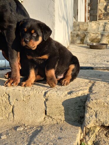chappi it yemi: Rotveyler, 2 ay, Erkek, Peyvəndli, Ünvandan götürmə