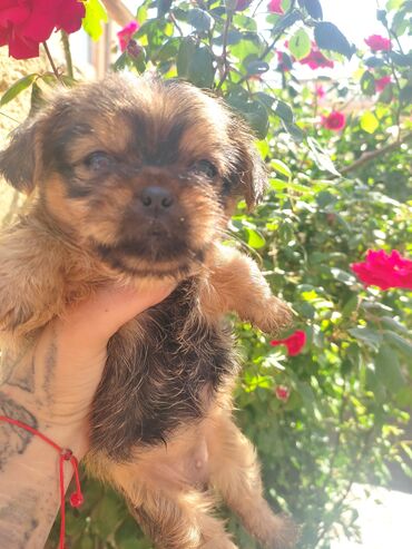 İtlər: Pekines, 3 ay, Dişi, Ünvandan götürmə — 8