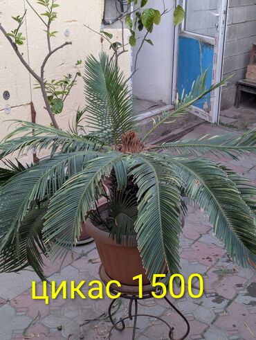сколько стоит аквариум: Продам большие комнатные деревья. авокадо, лимоны, пальма цикас