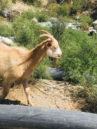 Keçi, çəpiş: Məhsul: Qoyun-keçi təsərrüfatı üçün keçilər Təsvir: - Şəkillərdə — 8