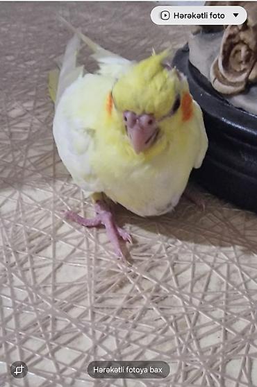 Nymph paraket (cockatiel) – sarı-ağ rəng çaları, yanaqlarda narıncı