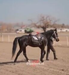 цены породистых собак: Продаю | Конь (самец) | Конный спорт | Племенные