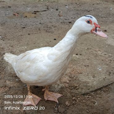 Ördəklər: Öz heyvanlarımdı qiymətləri fərqlidi çəkisinə və cinsinə görə — 7