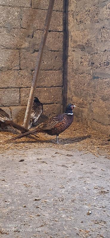 Digər quşlar: Qirqovul Xoruzlar satilir — 5