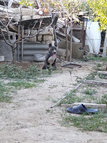 doberman itler: Amerikan Pitbull tipli (qısa tük, atletik bədənli) it. - Rəng: boz