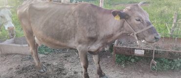 сх животные: Продаю | Корова (самка) | Алатауская | Для молока | Стельные