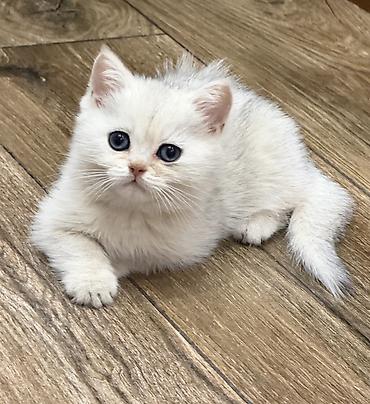 котята: Породистые котята, домашнее разведение. Родились 22 августа ( 2 мес) — 1